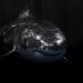 White Shark. Photo: Discover Wildlife