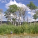 Overstory aspen trees in Yellowstone. Photo: OSU