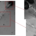 cotton microfibers cotton microfibers