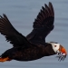 A tufted puffin carries 10 small fish back to its burrow at Smith Island, Washington, on July 28, 2024. Courtesy Eric Ellingson/Salish Sea School