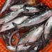 Juvenile salmon in a basket. NOAA Fisheries photo.