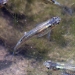 Western mosquitofish at Spring Lake Regional Park, Santa Rosa, Sonoma County, California. Photo by David A. Hoffmann.