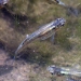 Western mosquitofish at Spring Lake Regional Park, Santa Rosa, Sonoma County, California. Photo by David A. Hoffmann. Western mosquitofish at Spring Lake Regional Park, Santa Rosa, Sonoma County, California. Photo by David A. Hoffmann.