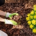 An individual using mulch to cover any bare soil spots to keep weeds at bay