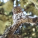 Northern Pygmy-Owl. Photo by W. Douglas Robinson