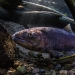 Redband trout. Source: OSU