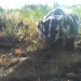In the study predators, such as this badger, responded to changes in plant cover and rodent (prey) activity more than cattle presence.  Credit; Oregon State University