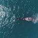 Whale in the ocean