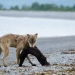 Wolf with a sea otter on Alaska's Katmai coast.