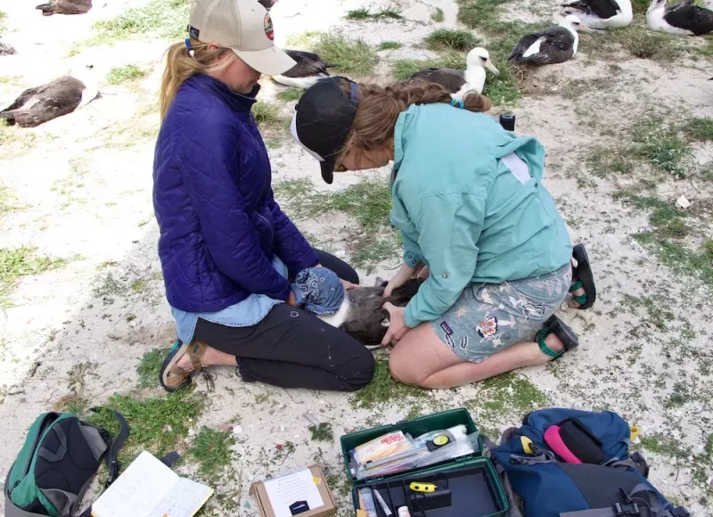 Seabird Oceanography Lab members studying birds up close