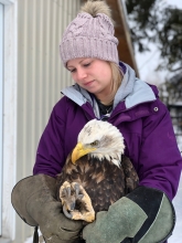 Ecampus student handles a bald eagle during her internship at a wildlife rescue.