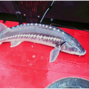 Stable sturgeon populations await anglers upstream of Bonneville Dam - The  Columbian